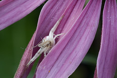 Crab spider: Exercise No2 - catch a fly.