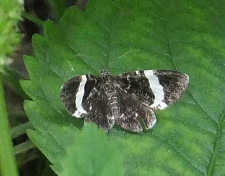 White-striped Black Moth