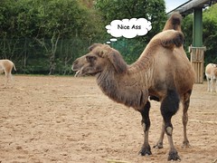 Anglų lietuvių žodynas. Žodis bactrian camel reiškia bactrian kupranugaris lietuviškai.