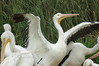 Pelicans by Dave Williss, on Flickr