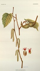 Anglų lietuvių žodynas. Žodis flowering hazel reiškia žydintis lazdynas lietuviškai.