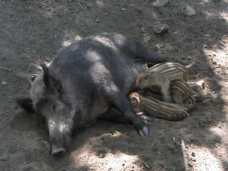 Sus scrofa (Wild boar / Wild zwijn)