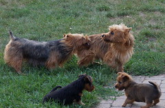 Fighting in front of the puppies