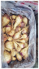W36 Organic White Turnip