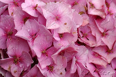 hortensia rosa