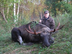 Moose hunting Estonia