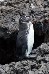 Galápagos Penguin at Isabela Island, Galápagos, Ecuador