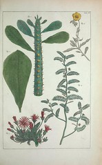 Anglų lietuvių žodynas. Žodis genus helianthemum reiškia genties helianthemum lietuviškai.