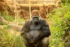 papa gorilla by Brick Haus Photography, on Flickr