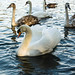 Swans at Bolam Lake, Northumberland • <a style="font-size:0.8em;" href="https://www.flickr.com/photos/21540187@N07/8142561467/" target="_blank">View on Flickr</a>