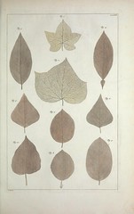 Anglų lietuvių žodynas. Žodis prunus armeniaca reiškia <li>Prunus armeniaca</li> lietuviškai.