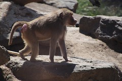 Anglų lietuvių žodynas. Žodis baboon reiškia n zool. babuinas, pavianas (beždžionė) lietuviškai.