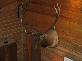 Montana Elk Hunt - Bozeman 12