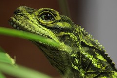 Anglų lietuvių žodynas. Žodis dragon's eye reiškia drakono akių lietuviškai.
