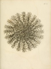 Anglų lietuvių žodynas. Žodis common coral tree reiškia bendras coral tree lietuviškai.