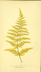 Anglų lietuvių žodynas. Žodis pityrogramma chrysophylla reiškia <li>pityrogramma chrysophylla</li> lietuviškai.