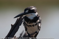 Pied Kingfisher • <a style="font-size:0.8em;" href="http://www.flickr.com/photos/56545707@N05/8364489924/" target="_blank">View on Flickr</a>