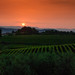Croatian Dawn over Vineyard • <a style="font-size:0.8em;" href="https://www.flickr.com/photos/21540187@N07/8142959912/" target="_blank">View on Flickr</a>