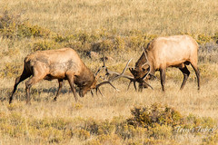 Elk bulls battle for supremacy - and the ladies