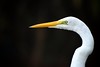 Egret Profile • <a style="font-size:0.8em;" href="http://www.flickr.com/photos/28025634@N00/8123515188/" target="_blank">View on Flickr</a>