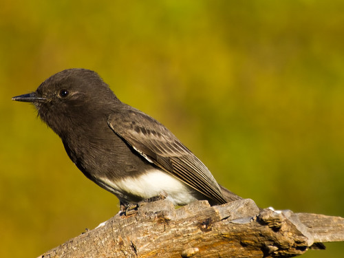 Black Phoebe • <a style="font-size:0.8em;" href="http://www.flickr.com/photos/59465790@N04/8416797765/" target="_blank">View on Flickr</a>