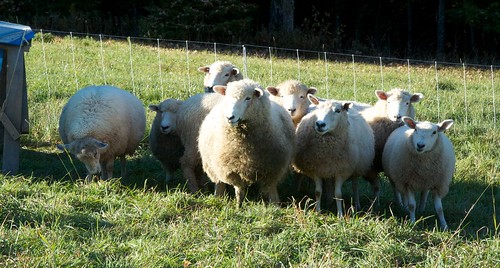 Sheep watching