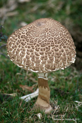 Toadstool in the New Forest