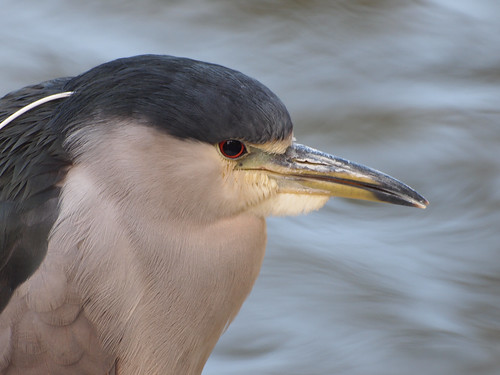 Black-crowned Night Heron • <a style="font-size:0.8em;" href="http://www.flickr.com/photos/59465790@N04/8347966259/" target="_blank">View on Flickr</a>