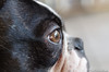 Eye of a Boston Terrier 31.10.2012