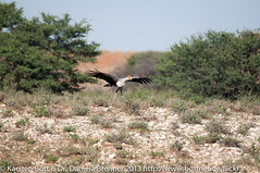 Secretary Bird running for Start • <a style="font-size:0.8em;" href="http://www.flickr.com/photos/56545707@N05/8380884977/" target="_blank">View on Flickr</a>