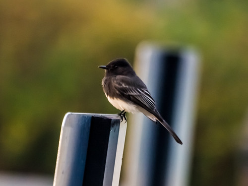 Black Phoebe • <a style="font-size:0.8em;" href="http://www.flickr.com/photos/59465790@N04/8190071656/" target="_blank">View on Flickr</a>