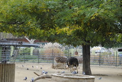 Canalla al Zoo • <a style="font-size:0.8em;" href="http://www.flickr.com/photos/31274934@N02/8217577239/" target="_blank">View on Flickr</a>