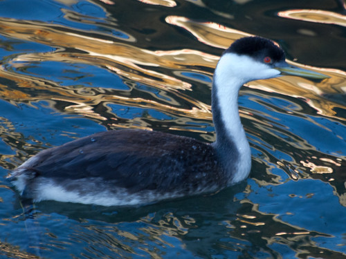 Western Grebe • <a style="font-size:0.8em;" href="http://www.flickr.com/photos/59465790@N04/8219243709/" target="_blank">View on Flickr</a>