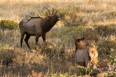 Elk bull reminds his harem who is in charge