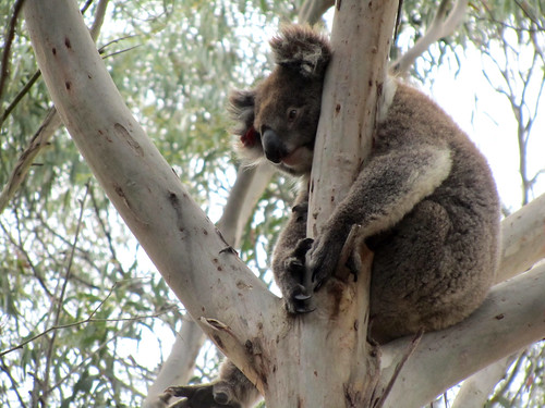 Phascolarctos cinereus (Koala)