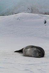 Seal • <a style="font-size:0.8em;" href="http://www.flickr.com/photos/27717602@N03/8234224032/" target="_blank">View on Flickr</a>