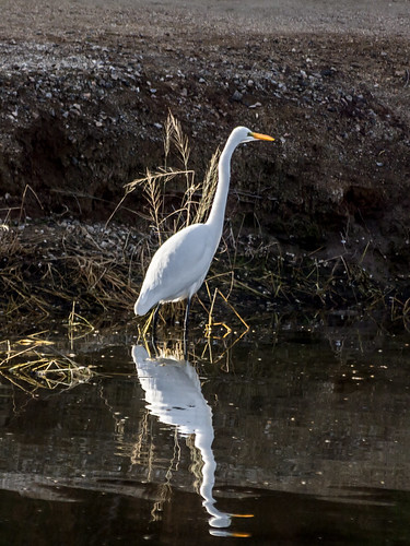 Great Egret • <a style="font-size:0.8em;" href="http://www.flickr.com/photos/59465790@N04/8192537208/" target="_blank">View on Flickr</a>