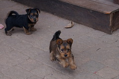 Cute pups