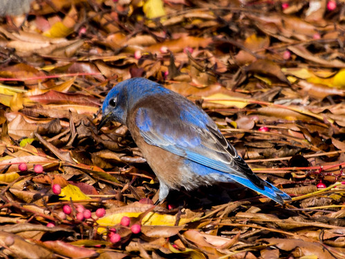 Western Bluebird • <a style="font-size:0.8em;" href="http://www.flickr.com/photos/59465790@N04/8274588611/" target="_blank">View on Flickr</a>