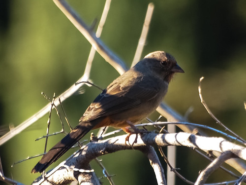 California Towhee • <a style="font-size:0.8em;" href="http://www.flickr.com/photos/59465790@N04/8188987813/" target="_blank">View on Flickr</a>