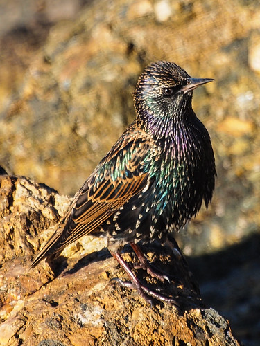European Starling • <a style="font-size:0.8em;" href="http://www.flickr.com/photos/59465790@N04/8219239847/" target="_blank">View on Flickr</a>