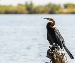 African Darter in Chobe National Park, Botswana • <a style="font-size:0.8em;" href="https://www.flickr.com/photos/21540187@N07/8293299447/" target="_blank">View on Flickr</a>