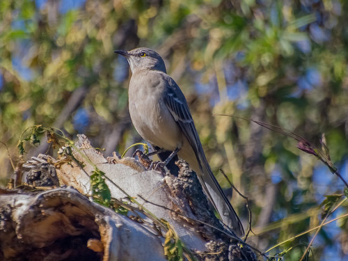 Northern Mockingbird • <a style="font-size:0.8em;" href="http://www.flickr.com/photos/59465790@N04/8260801984/" target="_blank">View on Flickr</a>