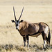 Gemsbok in Namib Rand Nature Reserve, Namibia • <a style="font-size:0.8em;" href="https://www.flickr.com/photos/21540187@N07/8292873147/" target="_blank">View on Flickr</a>