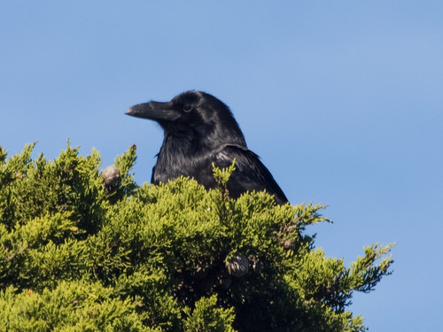 Common Raven • <a style="font-size:0.8em;" href="http://www.flickr.com/photos/59465790@N04/8349029226/" target="_blank">View on Flickr</a>