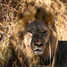 Lion in Okavango Delta, Botswana • <a style="font-size:0.8em;" href="https://www.flickr.com/photos/21540187@N07/8293282603/" target="_blank">View on Flickr</a>