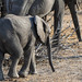 Baby Elephant in Chobe National Park, Botswana • <a style="font-size:0.8em;" href="https://www.flickr.com/photos/21540187@N07/8293288903/" target="_blank">View on Flickr</a>