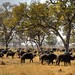 Cape Buffalo in Okavango Delta, Botswana • <a style="font-size:0.8em;" href="https://www.flickr.com/photos/21540187@N07/8294339564/" target="_blank">View on Flickr</a>