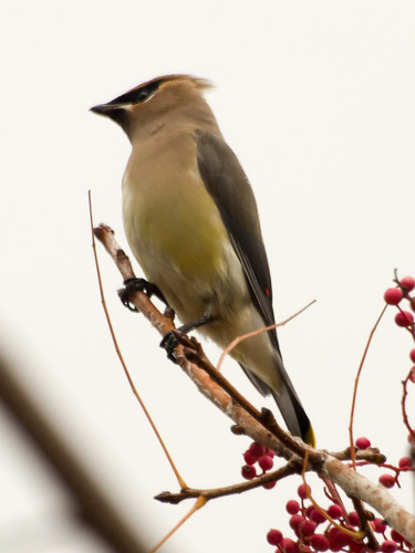 Cedar Waxwing • <a style="font-size:0.8em;" href="http://www.flickr.com/photos/59465790@N04/8299066486/" target="_blank">View on Flickr</a>