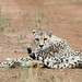 Cheetah in Namibia • <a style="font-size:0.8em;" href="https://www.flickr.com/photos/21540187@N07/8291684687/" target="_blank">View on Flickr</a>